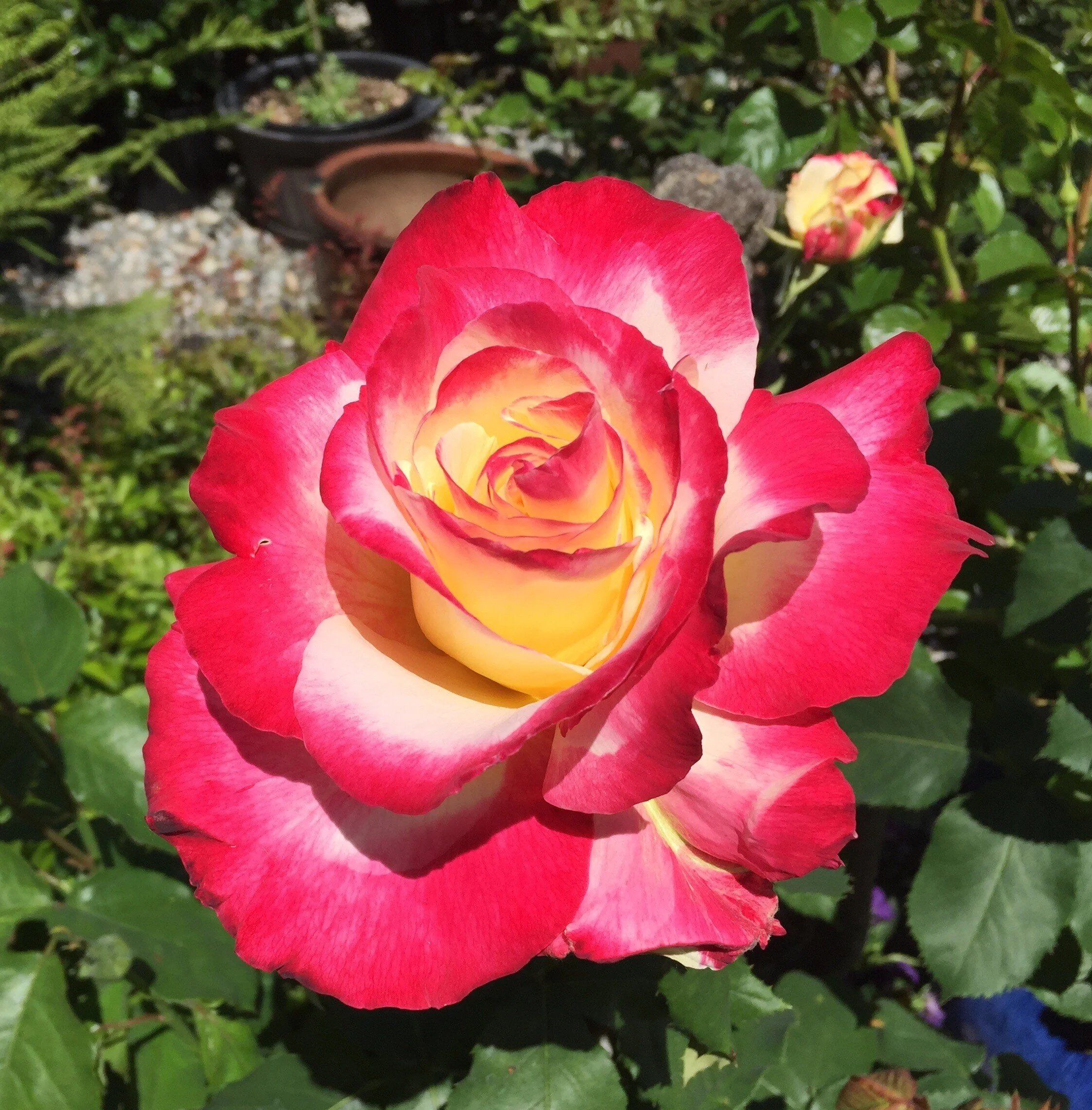 Double Delight — Select Roses